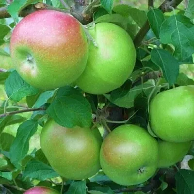 Яблоня НАВАВИТА  Яблоня НАВАВИТА в Ульяновске