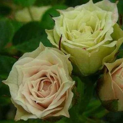 Саженцы роз ГРИН ДАЙМОНД миниатюрная  Саженцы роз ГРИН ДАЙМОНД миниатюрная в Ульяновске