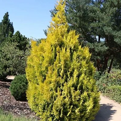 Туя СТОУНХАМ ГОЛД складчатая  Туя СТОУНХАМ ГОЛД складчатая в Ульяновске