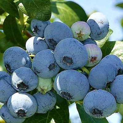 Голубика НУИ  Голубика НУИ в Ульяновске