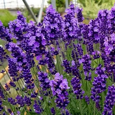 Лаванда ХИДКОТ БЛЮ узколистная в Ульяновске