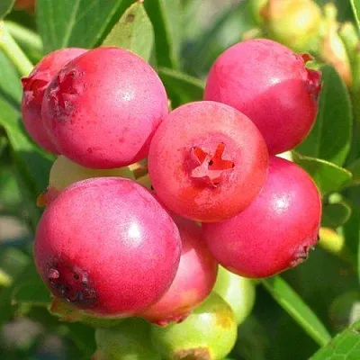 Голубика ПИНК ЛИМОНАД  Голубика ПИНК ЛИМОНАД в Ульяновске