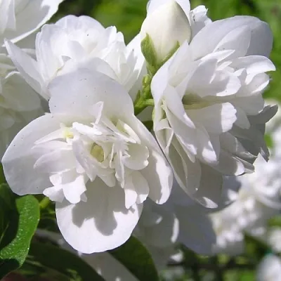 Жасмин ЖИРАНДОЛЬ  Жасмин ЖИРАНДОЛЬ в Ульяновске