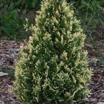 Туя БРАБАНТ ВАРИЕГАТТА западная в Ульяновске