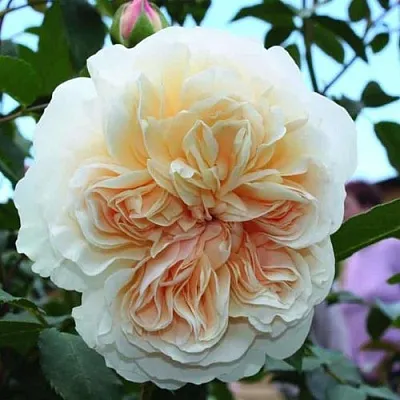 Саженцы роз ЛИЧФИЛД ЭНДЖЕЛ английская  Саженцы роз ЛИЧФИЛД ЭНДЖЕЛ английская в Ульяновске