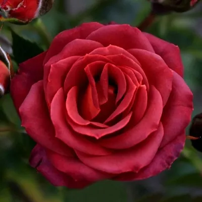 Саженцы роз ЧОКОЧИНО спрей  Саженцы роз ЧОКОЧИНО спрей в Ульяновске