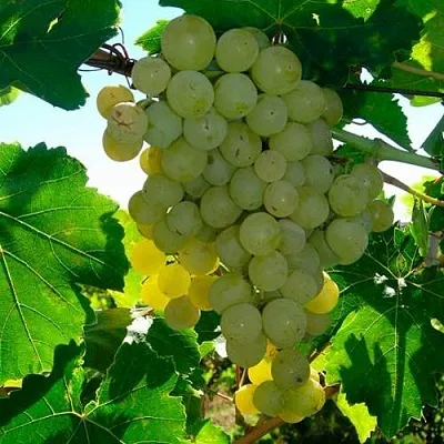 Виноград КИШМИШ МУСКАТНЫЙ  Виноград КИШМИШ МУСКАТНЫЙ в Ульяновске