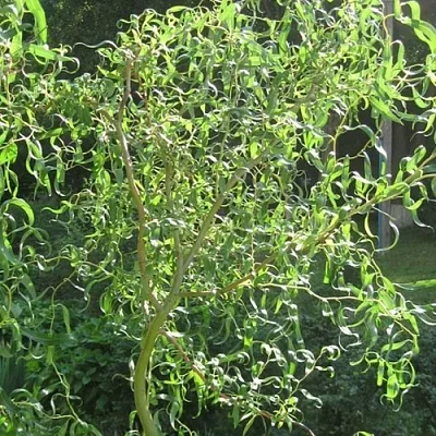 Ива МАТСУДАНА  Ива МАТСУДАНА в Ульяновске