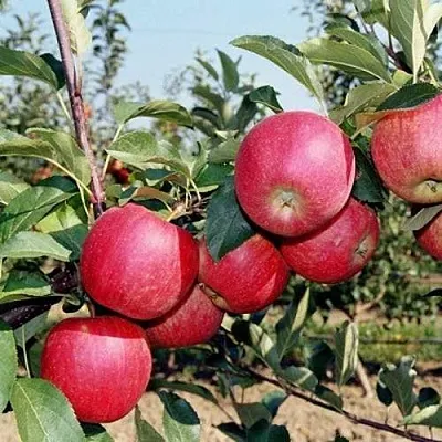 Яблоня АПОРТ  Яблоня АПОРТ в Ульяновске