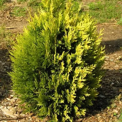 Туя КОППЕР ГОЛД западная  Туя КОППЕР ГОЛД западная в Ульяновске