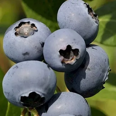 Голубика ЧАНДЛЕР  Голубика ЧАНДЛЕР в Ульяновске