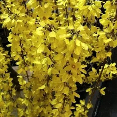 Форзиция ГОЛДРАУШ  Форзиция ГОЛДРАУШ в Ульяновске