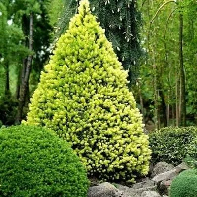 Ель РЕЙНБОУЗ ЭНД сизая  Ель РЕЙНБОУЗ ЭНД сизая в Ульяновске