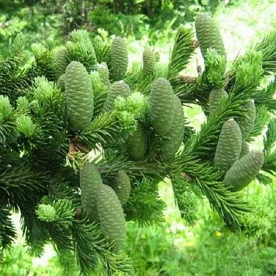 Пихта белая в Ульяновске