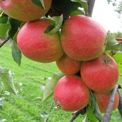 Яблоня ПИККОЛО  Яблоня ПИККОЛО в Ульяновске