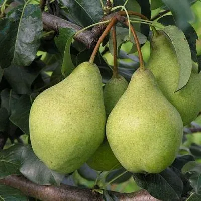 Груша ОРЛОВСКАЯ ЛЕТНЯЯ  Груша ОРЛОВСКАЯ ЛЕТНЯЯ в Ульяновске