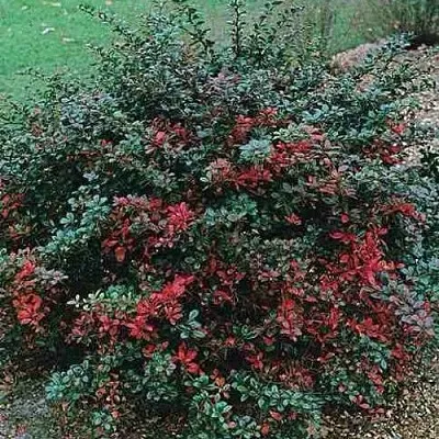 Барбарис РЕД ДЖЕВЕЛ средний   Барбарис РЕД ДЖЕВЕЛ средний  в Ульяновске