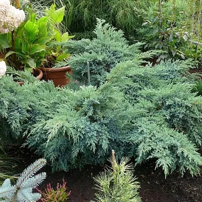 Можжевельник БЛЮ ШВЕД (СВИД) чешуйчатый  Можжевельник БЛЮ ШВЕД (СВИД) чешуйчатый в Ульяновске