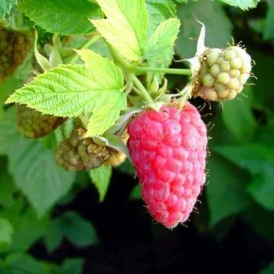 Малина ПАТРИЦИЯ — описание сорта Малина ПАТРИЦИЯ в Ульяновске