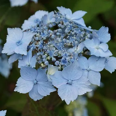 Гортензия БЛЮ ДЕКЛ пильчатая в Ульяновске