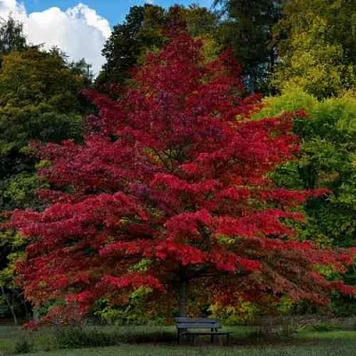 Дуб болотный  Дуб болотный в Ульяновске