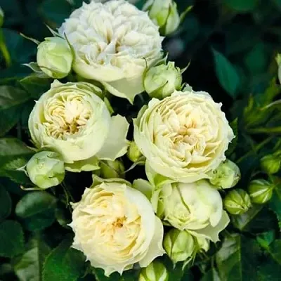 Саженцы роз БЛАНШЕТТ спрей  Саженцы роз БЛАНШЕТТ спрей в Ульяновске