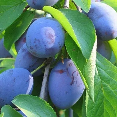 Слива ПЕРДРИГОН  Слива ПЕРДРИГОН в Ульяновске