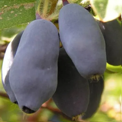 Жимолость съедобная КРУПНОПЛОДНАЯ  Жимолость съедобная КРУПНОПЛОДНАЯ в Ульяновске