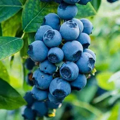 Голубика БОНИФАЦИЙ  Голубика БОНИФАЦИЙ в Ульяновске