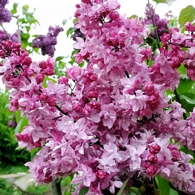 Сирень ОЛИМПИАДА КОЛЕСНИКОВА  Сирень ОЛИМПИАДА КОЛЕСНИКОВА в Ульяновске