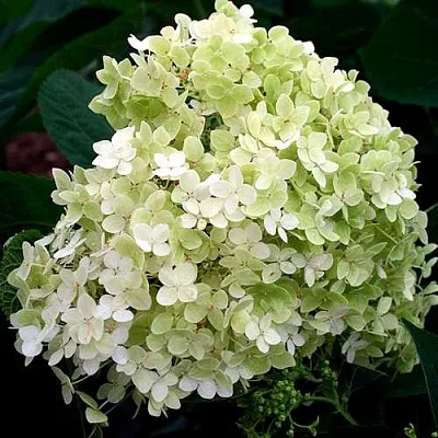 Гортензия СТЕРИЛИС древовидная   Гортензия СТЕРИЛИС древовидная  в Ульяновске