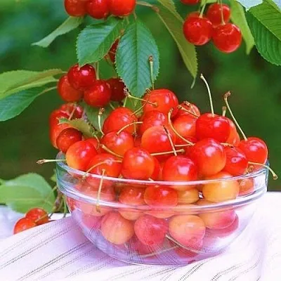 Черешня НАСЛАЖДЕНИЕ  Черешня НАСЛАЖДЕНИЕ в Ульяновске