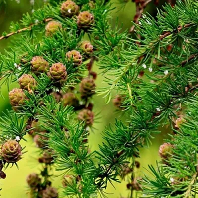 Лиственница в Ульяновске