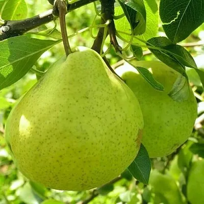 Груша ДАЛИКОР колонновидная  Груша ДАЛИКОР колонновидная в Ульяновске