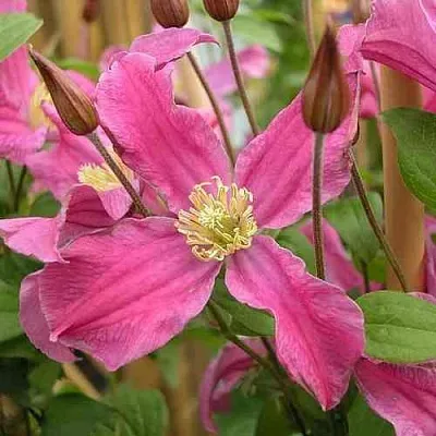 Клематис ИНСПИРЕЙШН ЗОЙН  Клематис ИНСПИРЕЙШН ЗОЙН в Ульяновске