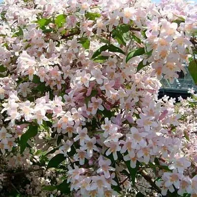 Кольквиция прелестная  Кольквиция прелестная в Ульяновске