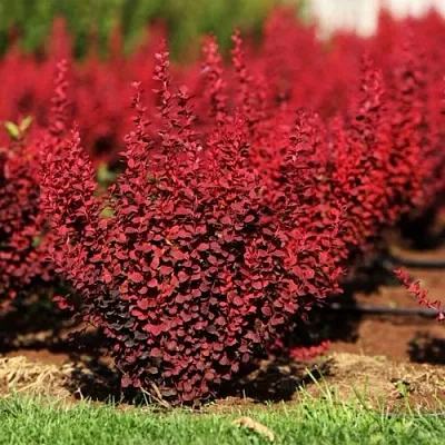 Барбарис ОРАНЖ РОКЕТ тунберга  Барбарис ОРАНЖ РОКЕТ тунберга в Ульяновске