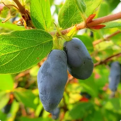 Жимолость съедобная БОРЕАЛ БЛИЗЗАРД (СЕВЕРНАЯ МЕТЕЛЬ)  Жимолость съедобная БОРЕАЛ БЛИЗЗАРД (СЕВЕРНАЯ МЕТЕЛЬ) в Ульяновске