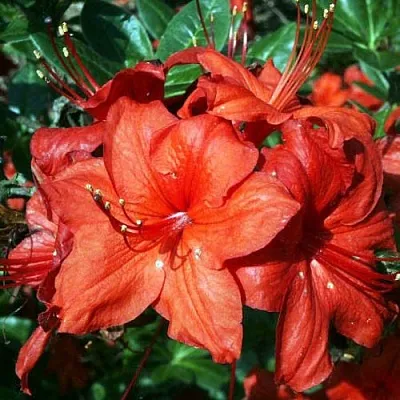 Азалия ДОЛОРОСО листопадная  Азалия ДОЛОРОСО листопадная в Ульяновске