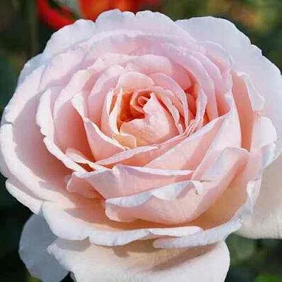 Саженцы роз АНДРЕ ЛЕ НОТР чайно-гибридная  Саженцы роз АНДРЕ ЛЕ НОТР чайно-гибридная в Ульяновске