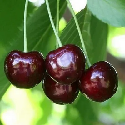 Черешня ЛЕНИНГРАДСКАЯ ЧЁРНАЯ  Черешня ЛЕНИНГРАДСКАЯ ЧЁРНАЯ в Ульяновске