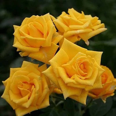 Саженцы роз ШАНИ спрей  Саженцы роз ШАНИ спрей в Ульяновске