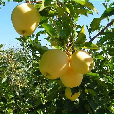 Яблоня ГОЛДЕН МИЛЛЕНИУМ в Ульяновске