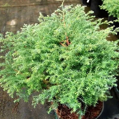 Кипарисовик СКВАРРОЗА горохоплодный в Ульяновске