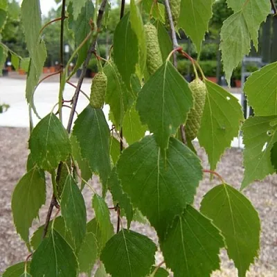 Береза ФАСЦИНЕЙШЕН белая   Береза ФАСЦИНЕЙШЕН белая  в Ульяновске