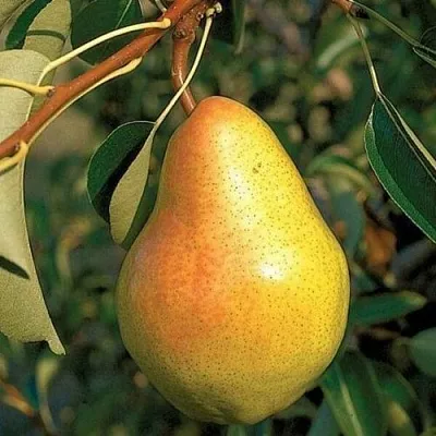 Груша ВЕЛЕСА  Груша ВЕЛЕСА в Ульяновске