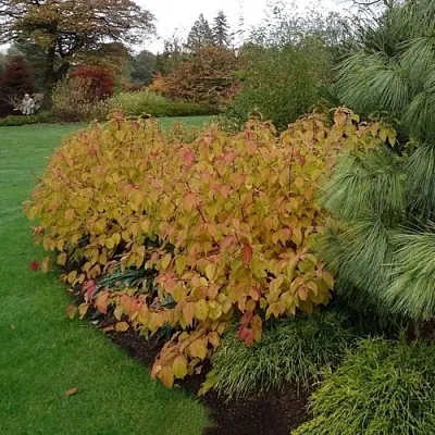 Дерен  АННА ВИНТЕР ОРАНЖ кроваво-красный    Дерен  АННА ВИНТЕР ОРАНЖ кроваво-красный   в Ульяновске