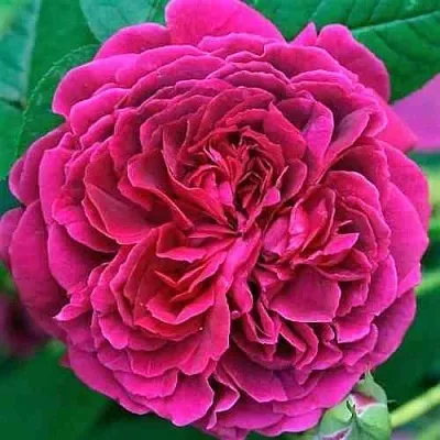 Саженцы роз ВИЛЬЯМ ШЕКСПИР английская  Саженцы роз ВИЛЬЯМ ШЕКСПИР английская в Ульяновске