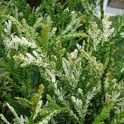 Туевик ВАРИЕГАТА долотовидный   Туевик ВАРИЕГАТА долотовидный  в Ульяновске