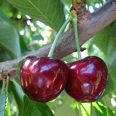 Черешня СЮБАРОВСКАЯ  Черешня СЮБАРОВСКАЯ в Ульяновске